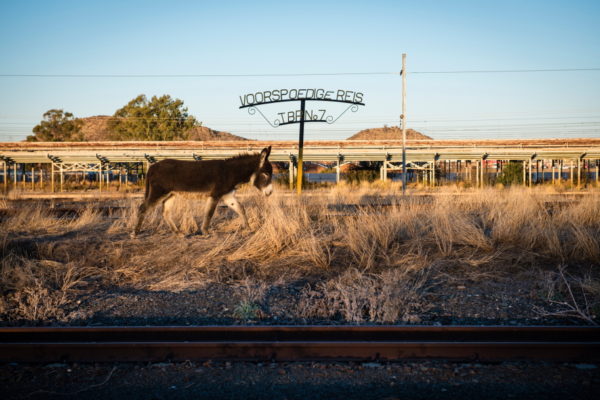DE AAR, EMTHANJENI - 28 August 2021 - A donkey walks along the railway track in front of the decayed railway station.Photo: Bram Lammers